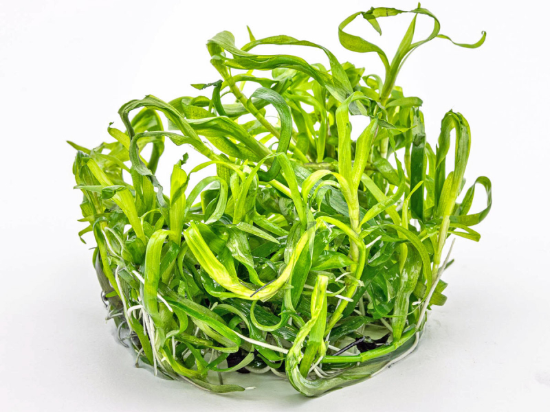 Preview: Trugkölbchen - Heteranthera zosterifolia in vitro